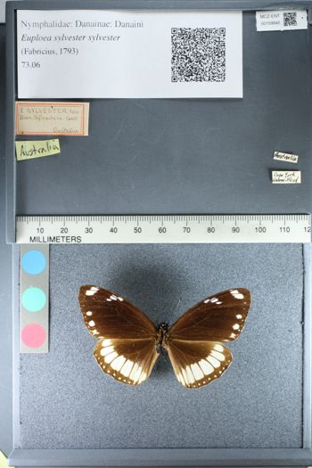 Media type: image;   Entomology 159945